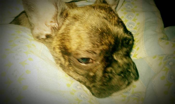 Fransk bulldog Fnug - Jeg er træt moooar billede 5