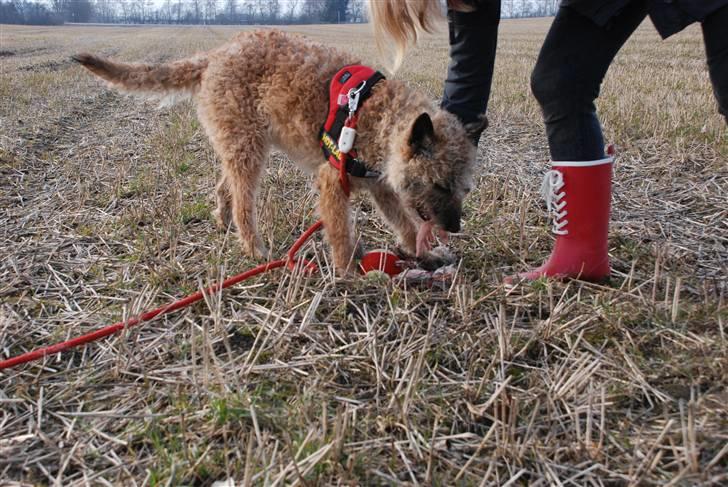 Laekenois Sunred´s Cindy V. Quint (R.I.P) billede 4