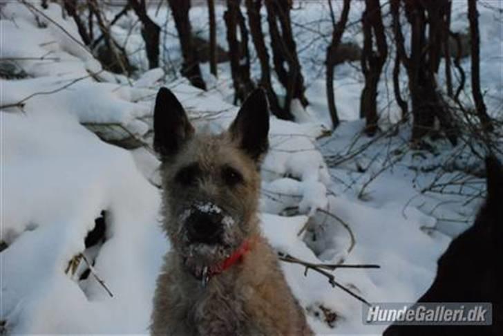 Laekenois Sunred´s Cindy V. Quint (R.I.P) billede 5