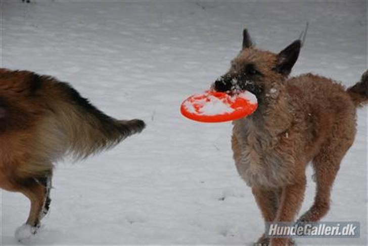 Laekenois Sunred´s Cindy V. Quint (R.I.P) billede 6