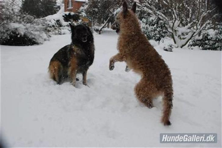 Laekenois Sunred´s Cindy V. Quint (R.I.P) billede 7