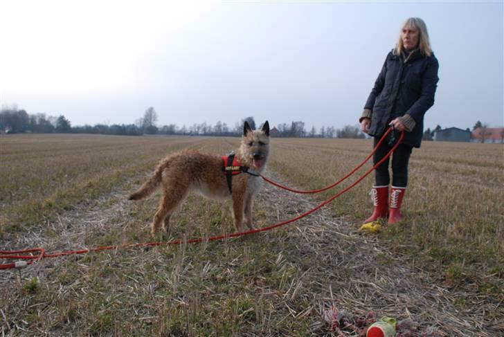 Laekenois Sunred´s Cindy V. Quint (R.I.P) billede 8