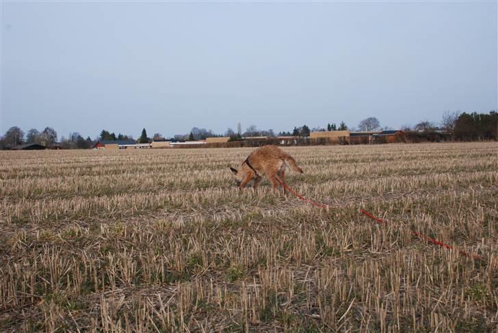 Laekenois Sunred´s Cindy V. Quint (R.I.P) billede 10