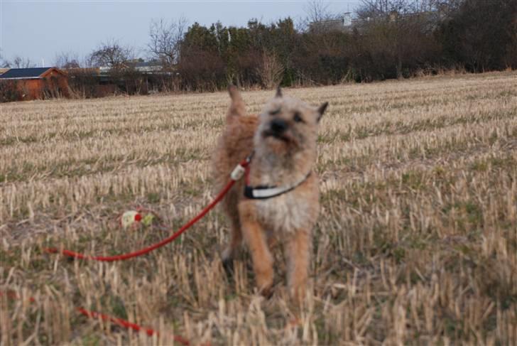 Laekenois Sunred´s Cindy V. Quint (R.I.P) billede 11