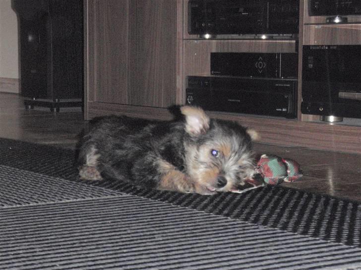 Norwich terrier Chili billede 9