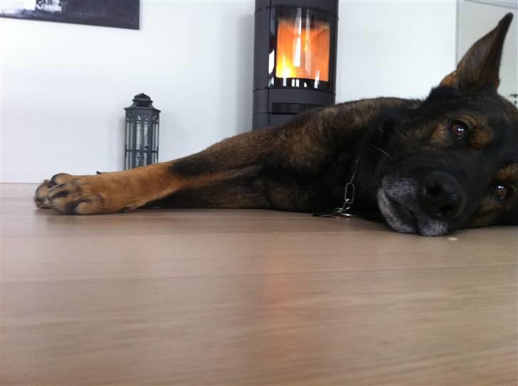 Schæferhund Cato - <3 billede 12