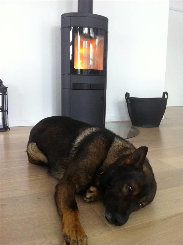 Schæferhund Cato - <3 billede 13