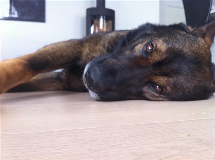 Schæferhund Cato - <3 billede 14