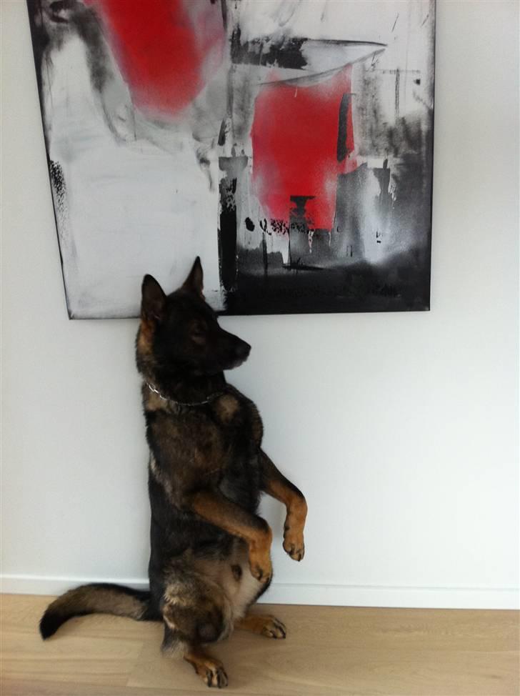 Schæferhund Cato - <3 billede 15