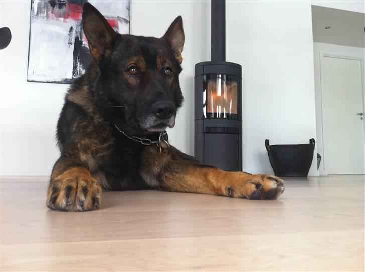 Schæferhund Cato - <3 billede 16