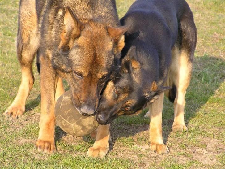 Schæferhund R.I.P Merckx.. - Merckx til venstre billede 1