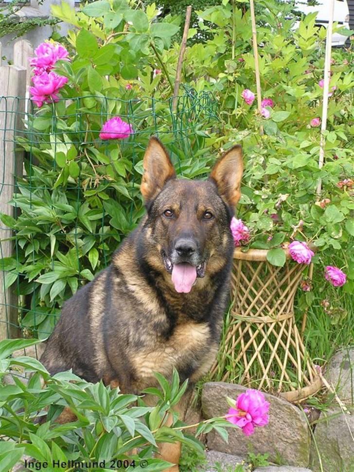 Schæferhund R.I.P Merckx.. billede 2