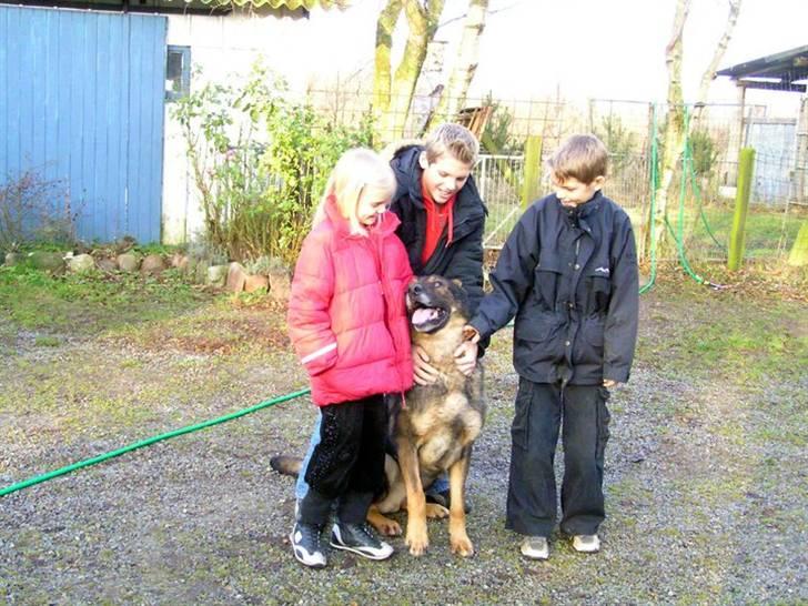 Schæferhund R.I.P Merckx.. billede 3