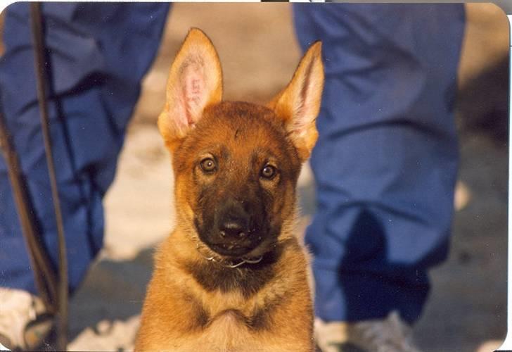 Schæferhund R.I.P Merckx.. billede 5