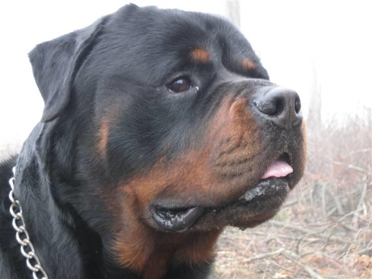 Rottweiler Balder billede 1