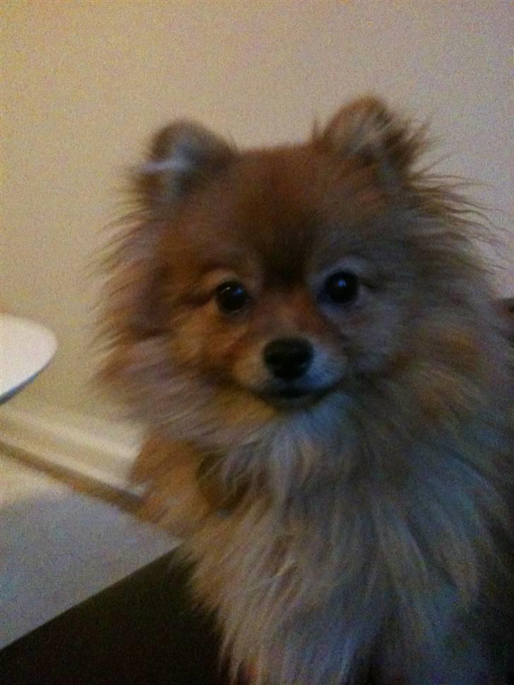 Pomeranian Kahla billede 1