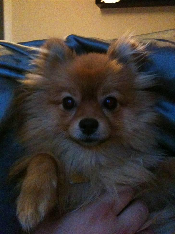 Pomeranian Kahla billede 2