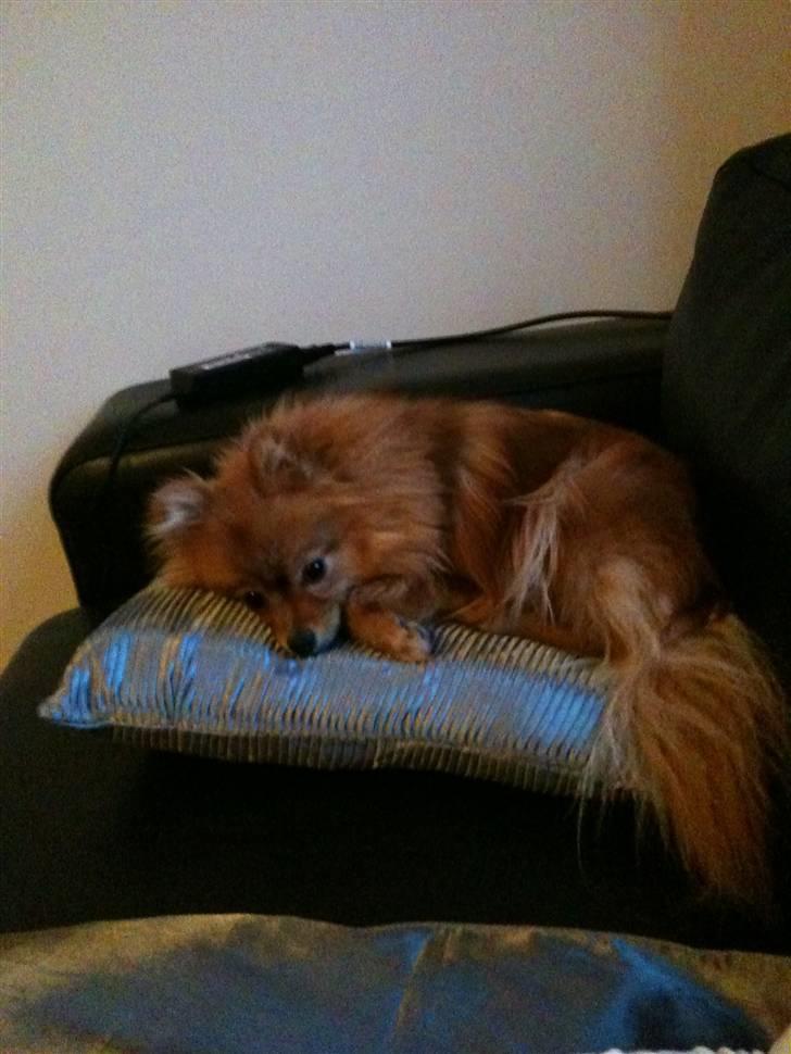 Pomeranian Kahla billede 3