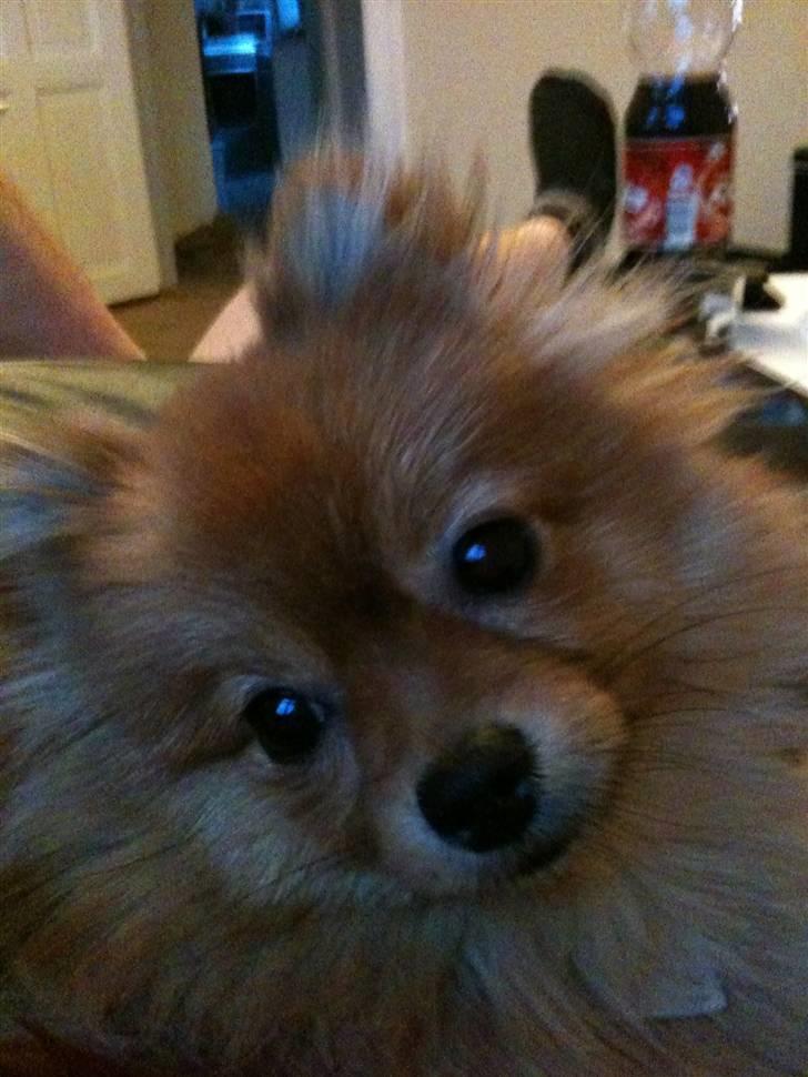 Pomeranian Kahla billede 4