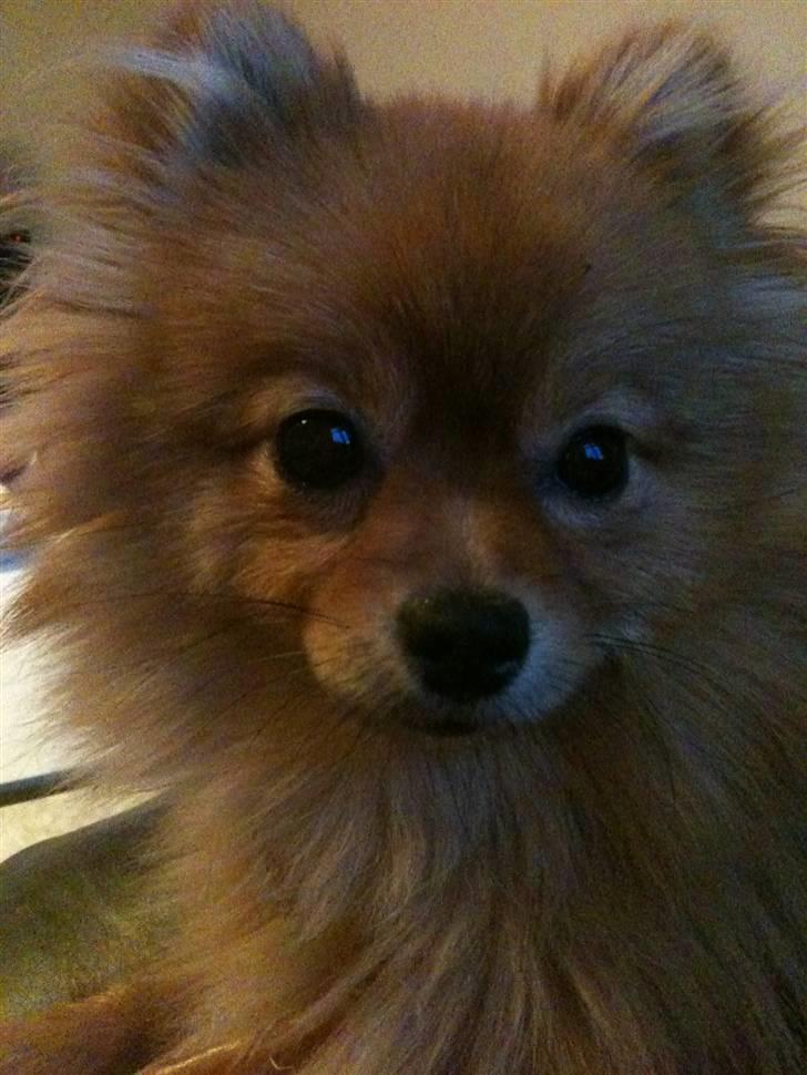 Pomeranian Kahla billede 5