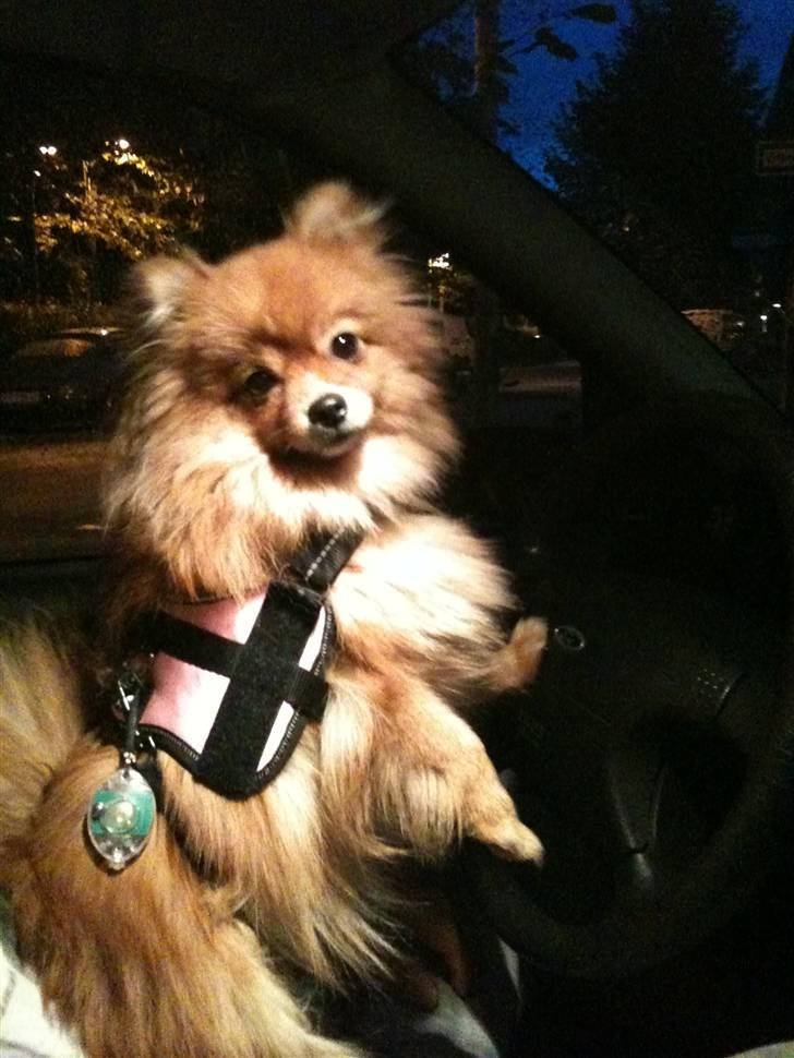 Pomeranian Kahla billede 6