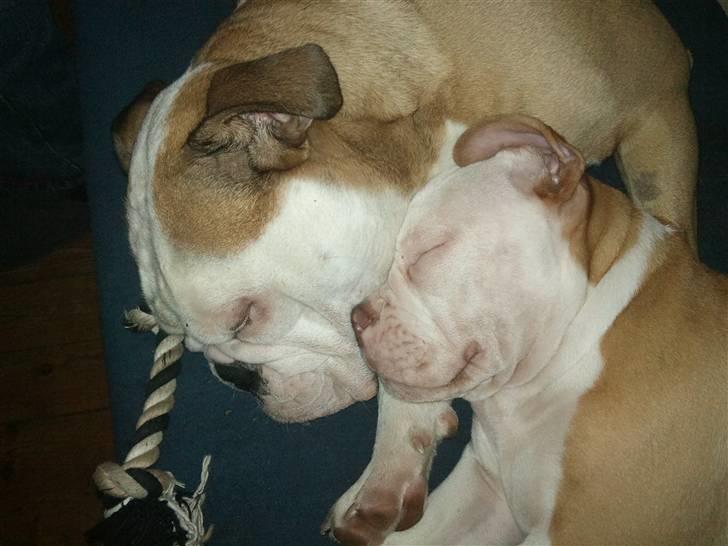 Olde english bulldogge Oscar - hygger sammen med Luna billede 14