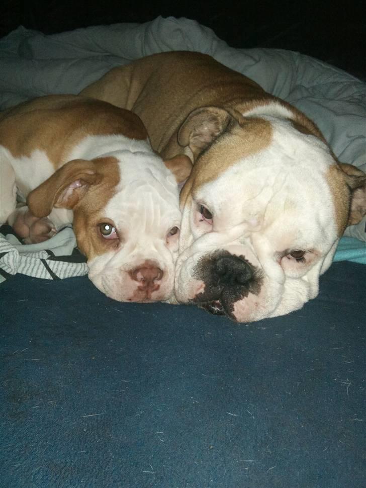 Olde english bulldogge Oscar - er vi ikke bare ssssøøøødddeee :))) billede 15