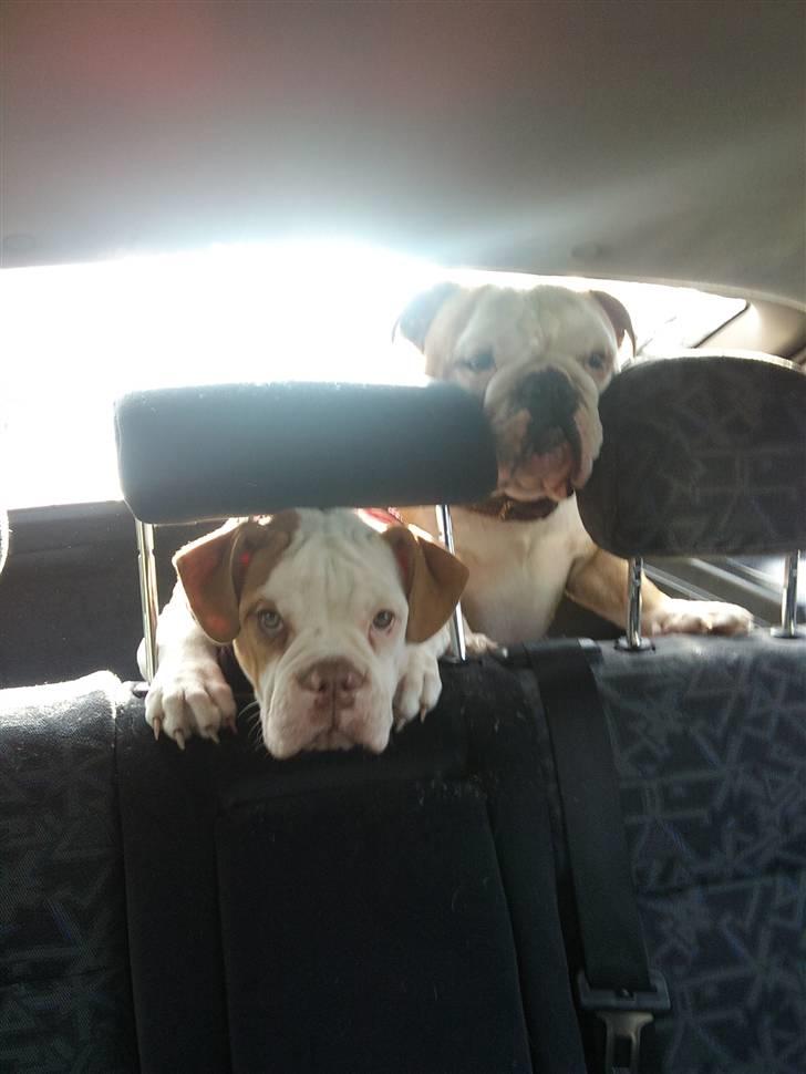 Olde english bulldogge Oscar billede 16