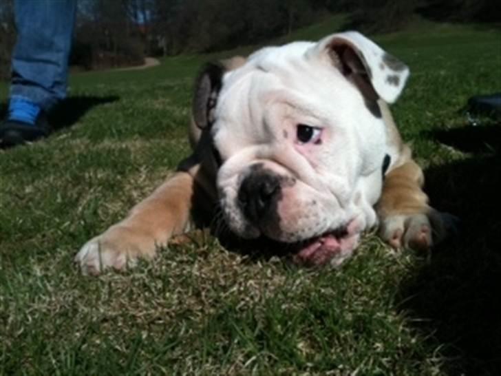 Engelsk bulldog  R.I.P Otto billede 1