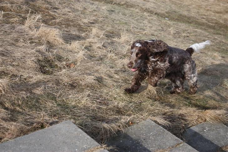 Cocker spaniel Vaks billede 3