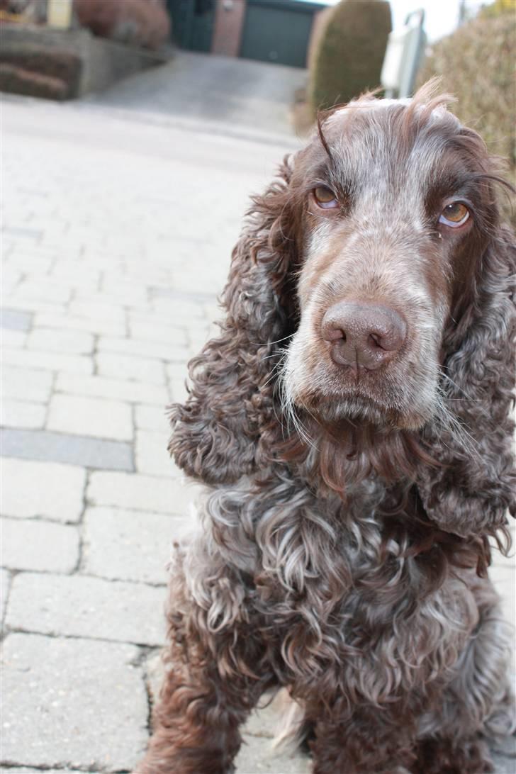 Cocker spaniel Vaks billede 5