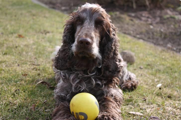 Cocker spaniel Vaks billede 6