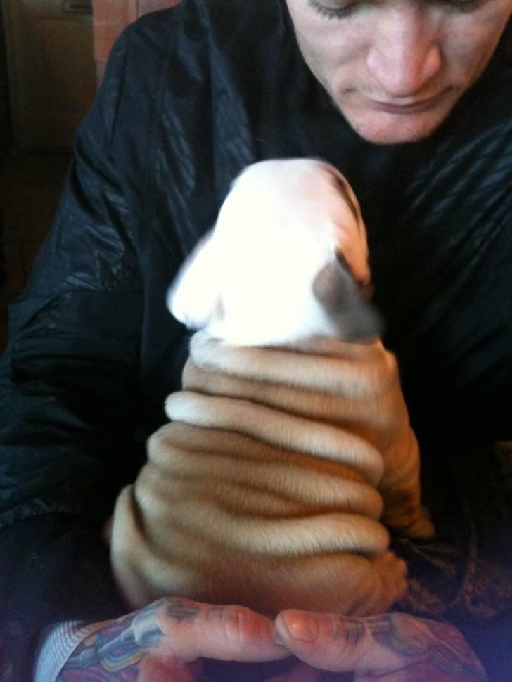 Engelsk bulldog  R.I.P Otto billede 2