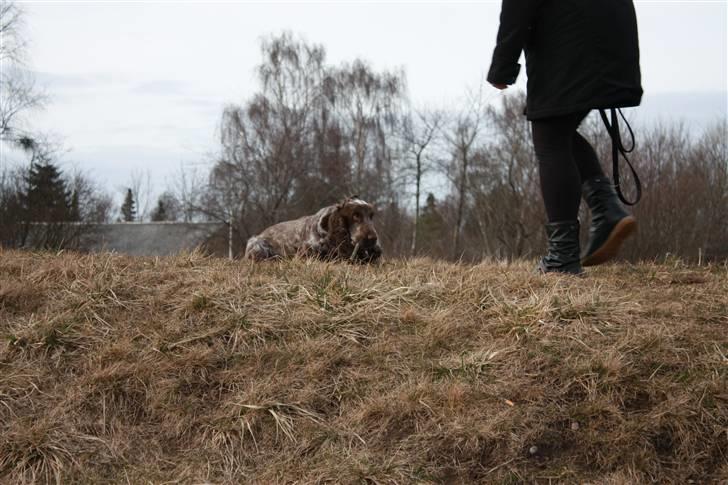 Cocker spaniel Vaks billede 7