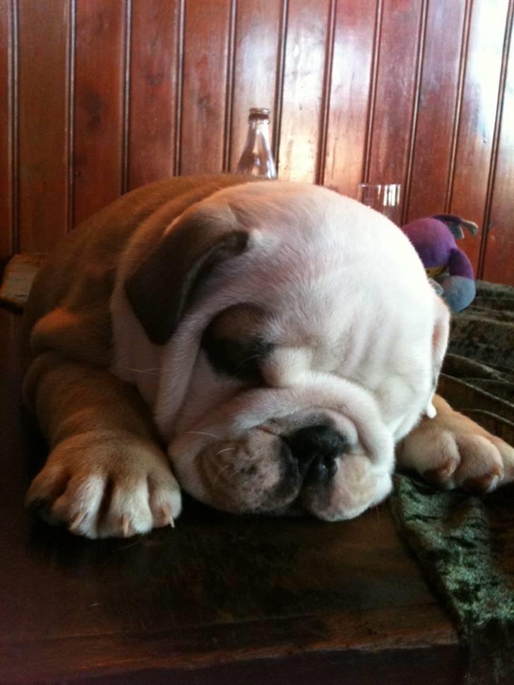 Engelsk bulldog  R.I.P Otto billede 3