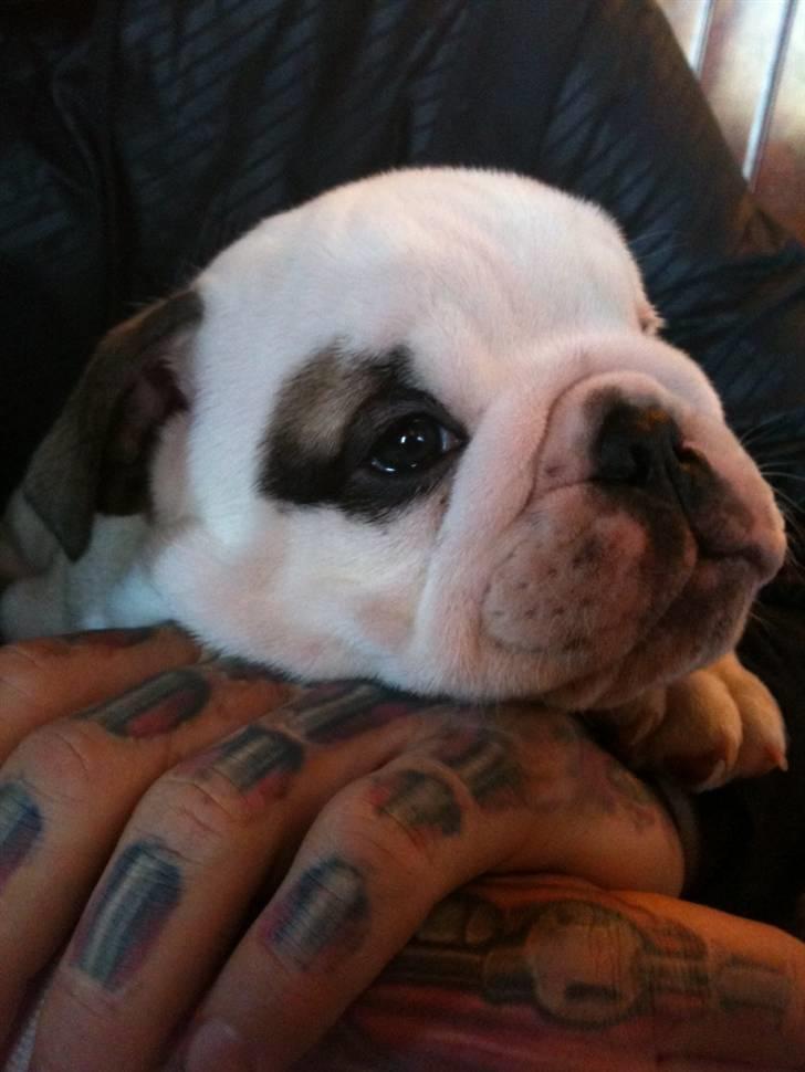 Engelsk bulldog  R.I.P Otto billede 4