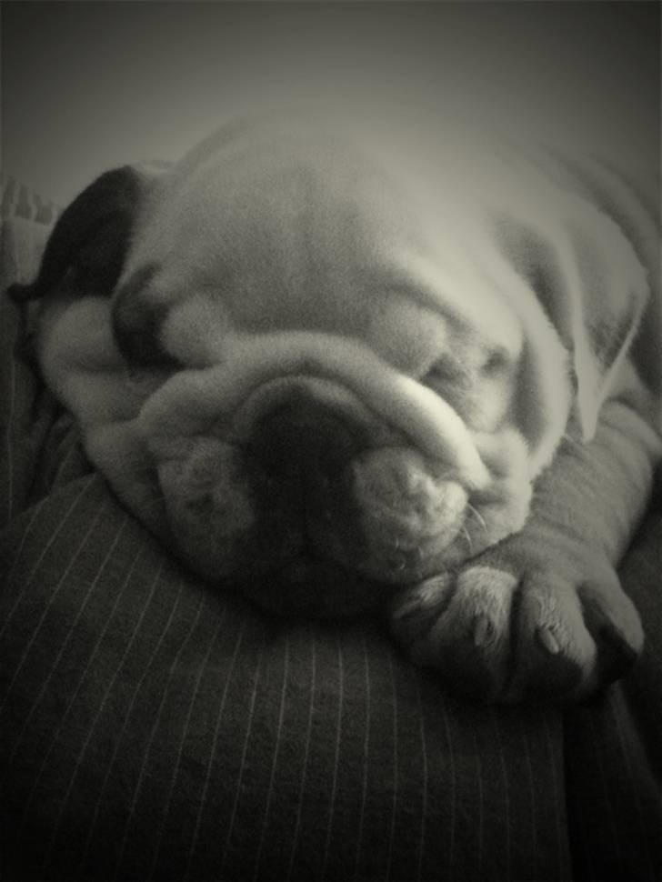 Engelsk bulldog  R.I.P Otto billede 5