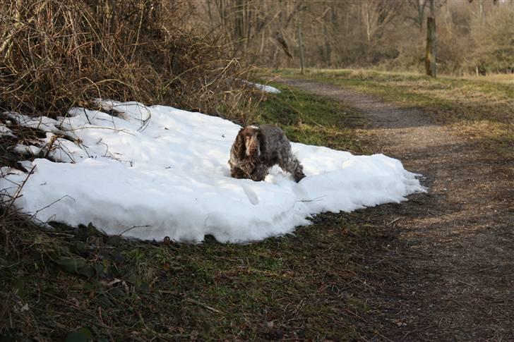 Cocker spaniel Vaks billede 13