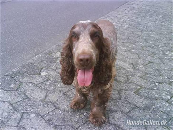 Cocker spaniel Vaks billede 15