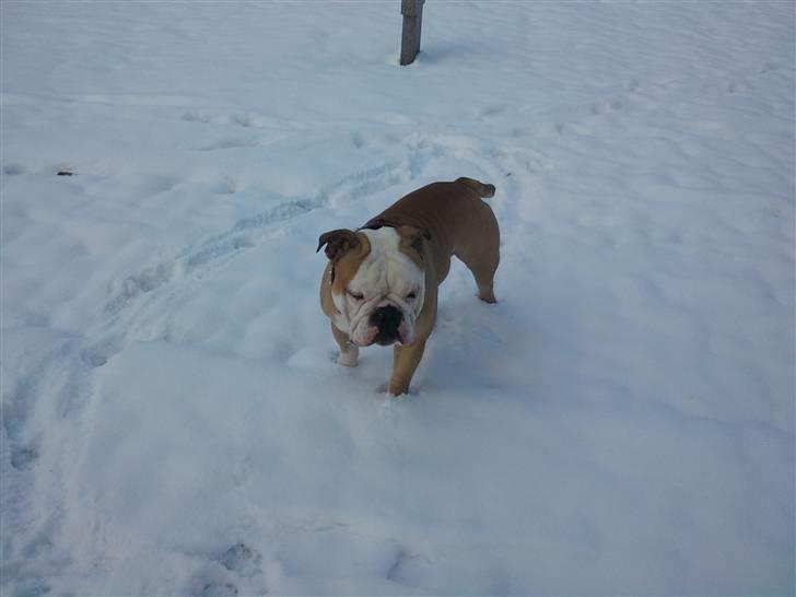 Olde english bulldogge Oscar billede 17
