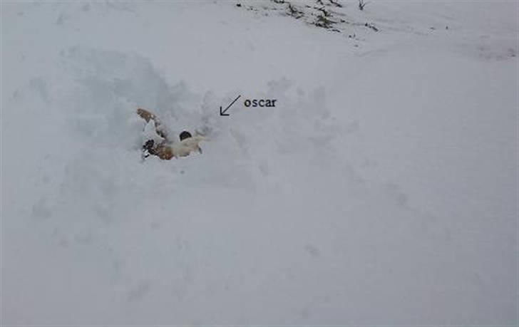 Olde english bulldogge Oscar billede 18