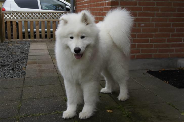 Samojedhund Silver billede 4