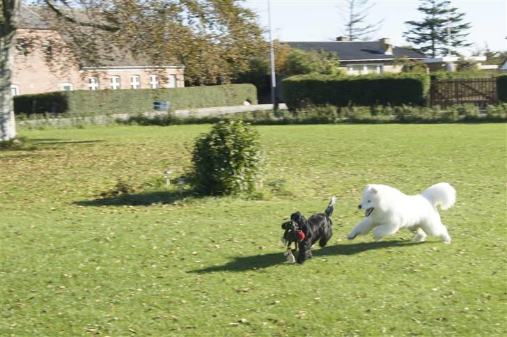 Samojedhund Silver billede 8