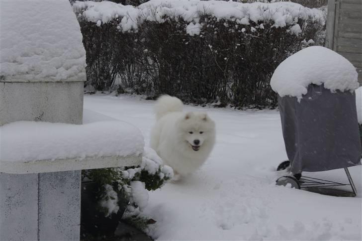 Samojedhund Silver billede 12