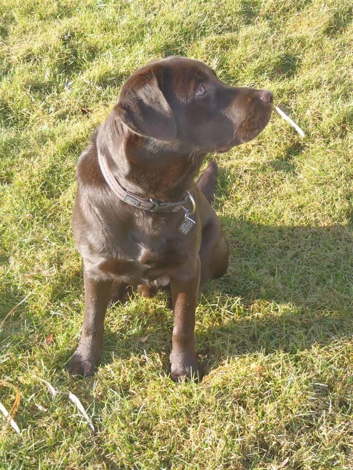 Labrador retriever Skibstedgaard Bjørn billede 5