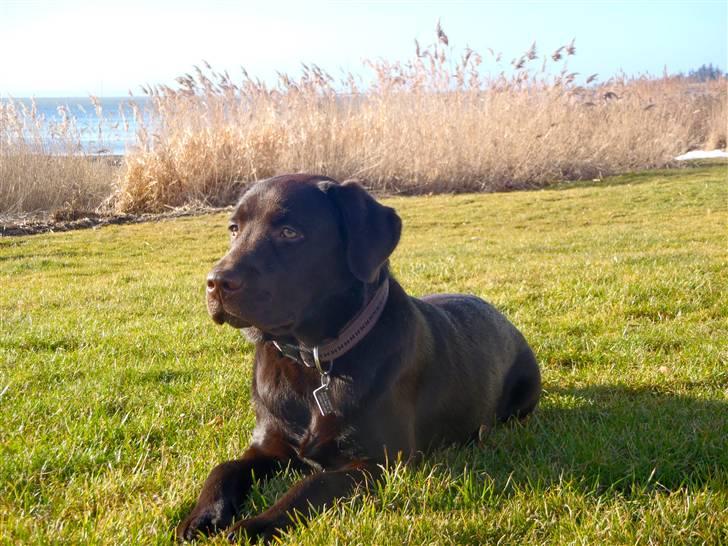 Labrador retriever Skibstedgaard Bjørn billede 6