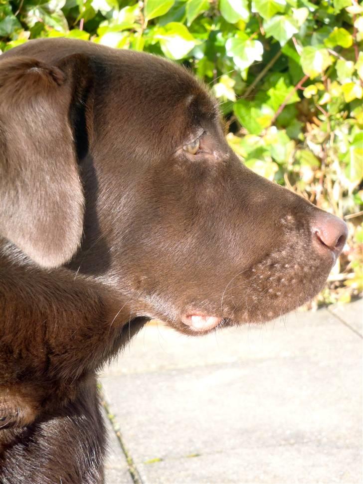 Labrador retriever Skibstedgaard Bjørn billede 7