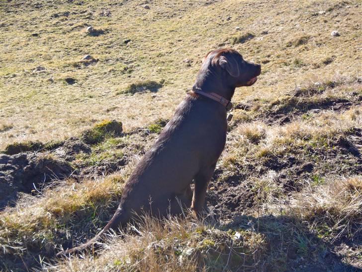 Labrador retriever Skibstedgaard Bjørn billede 8