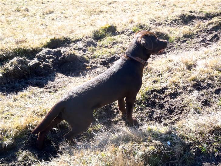 Labrador retriever Skibstedgaard Bjørn billede 9