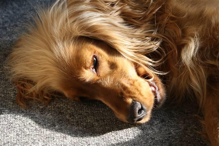 Cocker spaniel Dutten billede 14